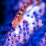 【撮影地：大瀬崎】青いポリプが美しいヤギに乗るガラスハゼ
