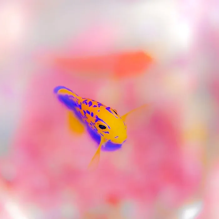 【撮影地：富戸】秋は幼魚の季節。英名では日本の天使と呼ばれるレンテンヤッコの幼魚。