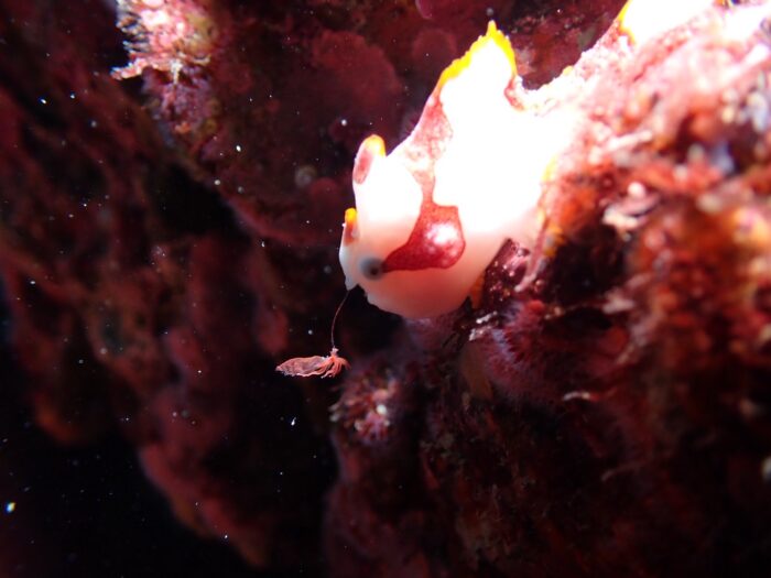 line_oa_chat_251210_192829