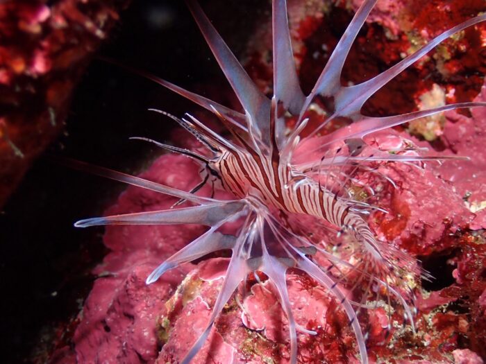 line_oa_chat_251210_192833