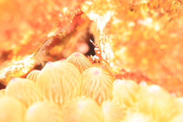 line_oa_chat_251214_174059