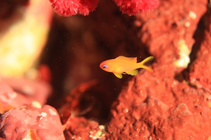 line_oa_chat_251214_174105