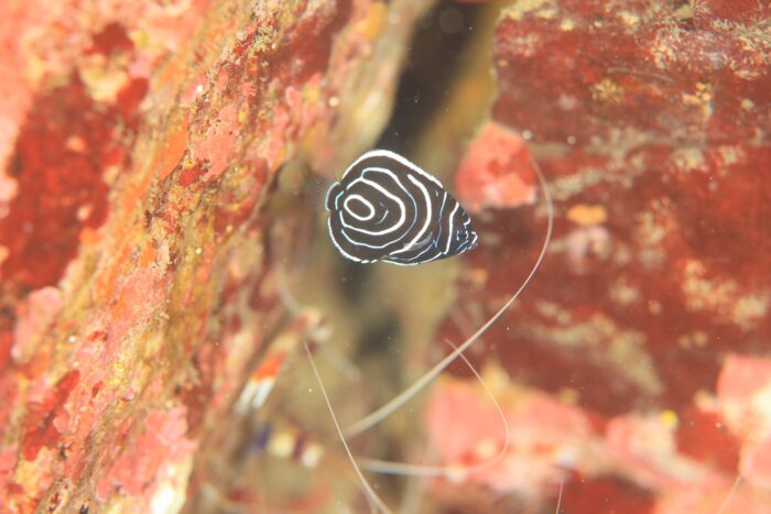 line_oa_chat_251214_174112