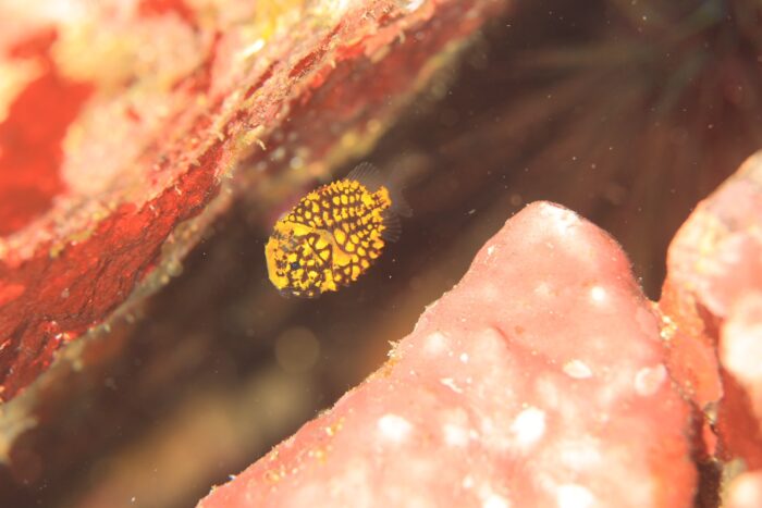 line_oa_chat_251214_174115