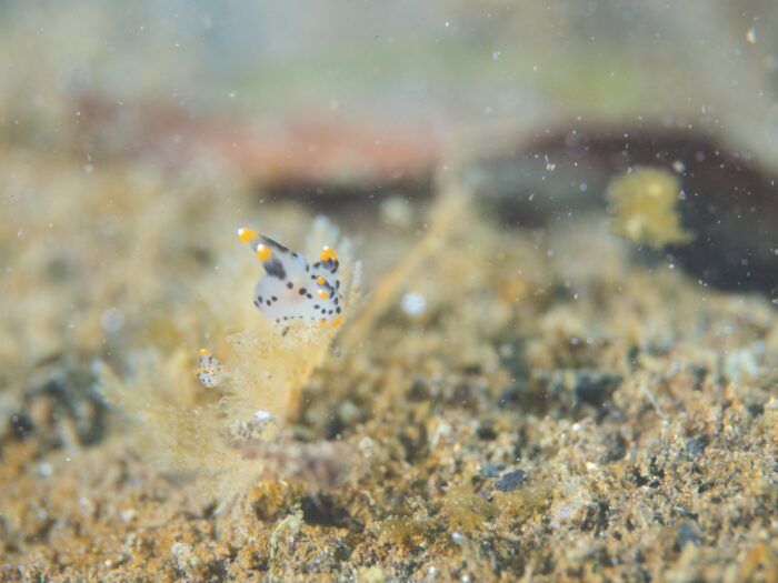 line_oa_chat_260129_080046