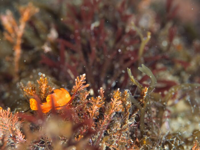 line_oa_chat_260129_080108