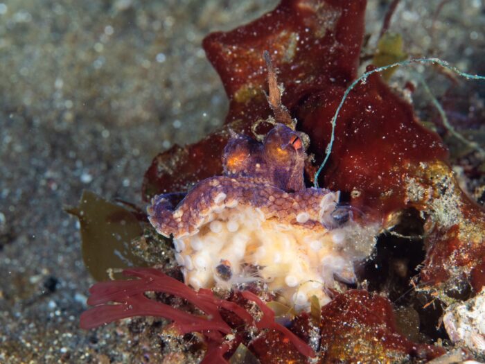 line_oa_chat_260129_080112