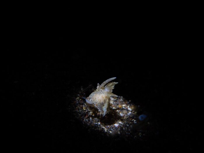 line_oa_chat_260405_204256