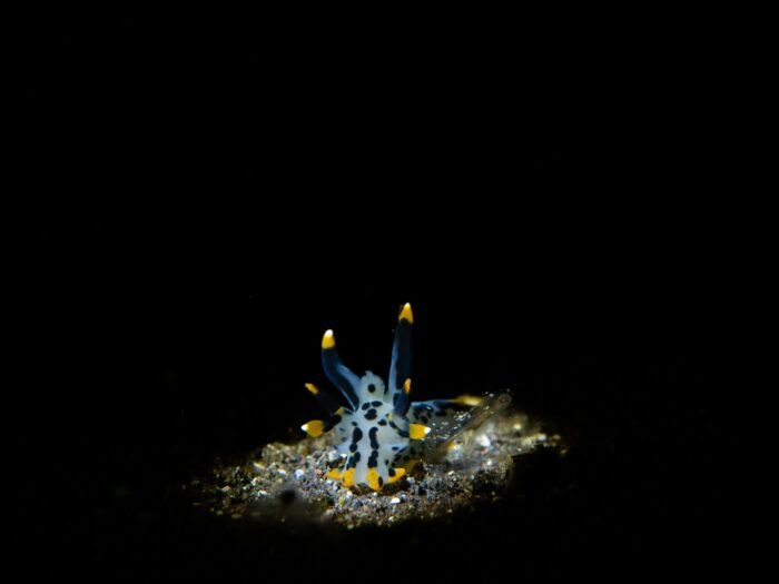 line_oa_chat_260405_204322