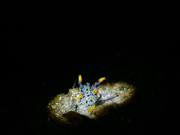 line_oa_chat_260405_204323