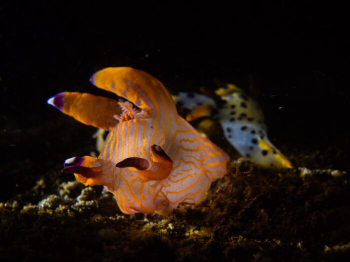 line_oa_chat_260405_204329