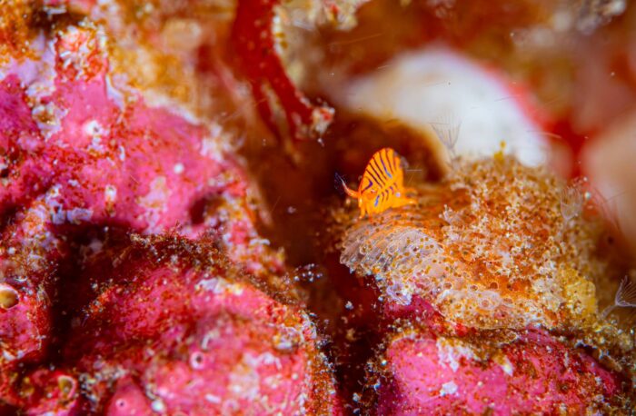 line_oa_chat_260413_211509